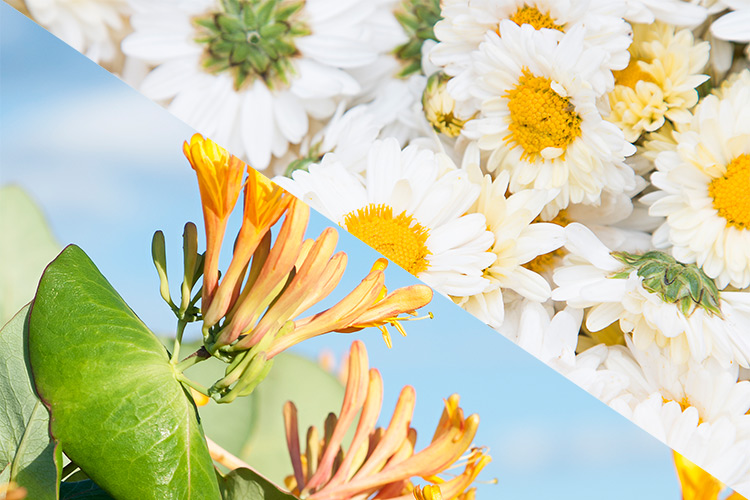 Natural Plant Extracts