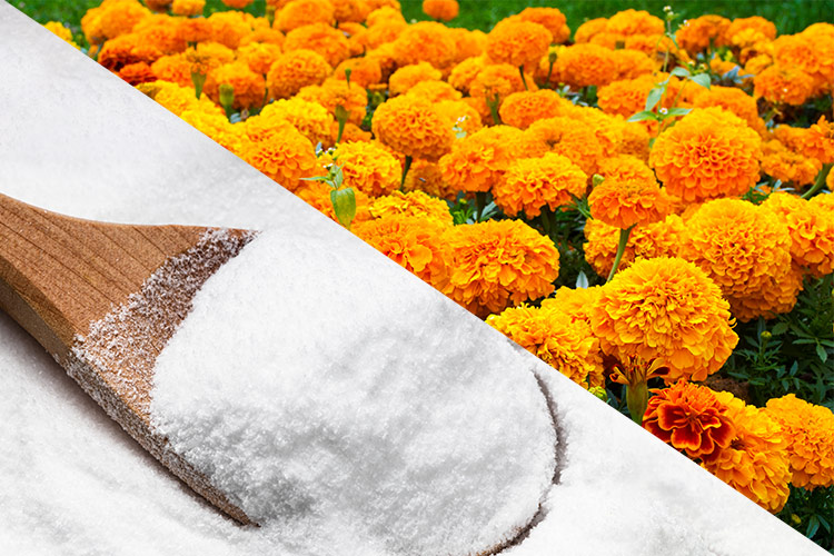 Natural Plant Formula 
