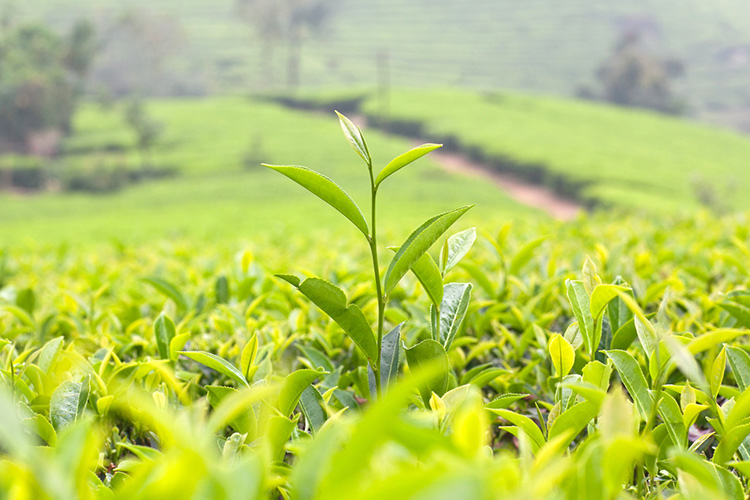 Natural Plant Formula 
