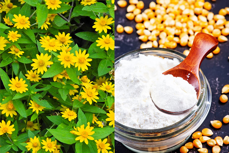 Natural Plant Formula 