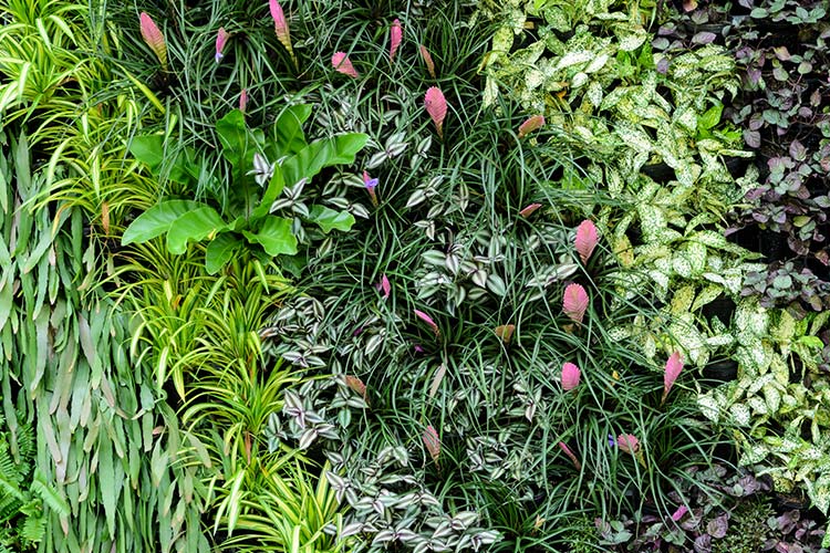 Natural Plant Formula 